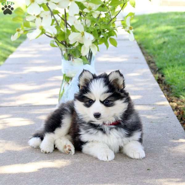 Izzie, Pomsky Puppy