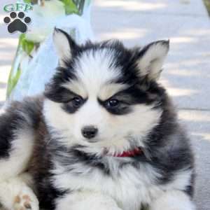 Izzie, Pomsky Puppy