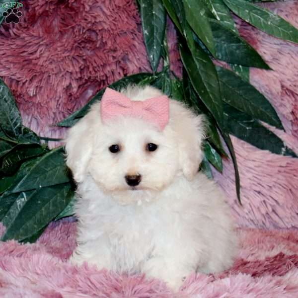 Izzy, Bichon Frise Puppy