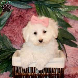 Izzy, Bichon Frise Puppy