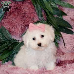 Izzy, Bichon Frise Puppy