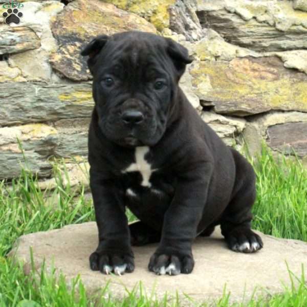 Jack, Cane Corso Puppy