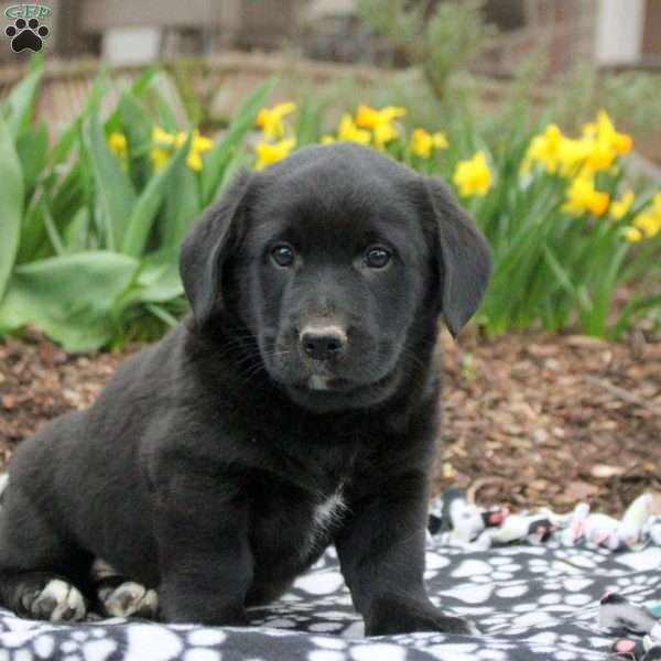 Jack, Labrador Mix Puppy