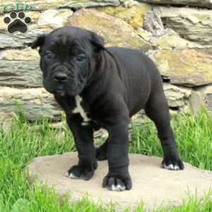 Jack, Cane Corso Puppy
