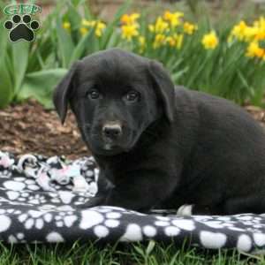 Jack, Labrador Mix Puppy