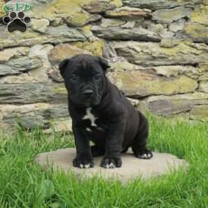 Jack, Cane Corso Puppy
