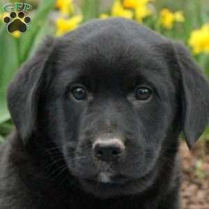 Jack, Labrador Mix Puppy