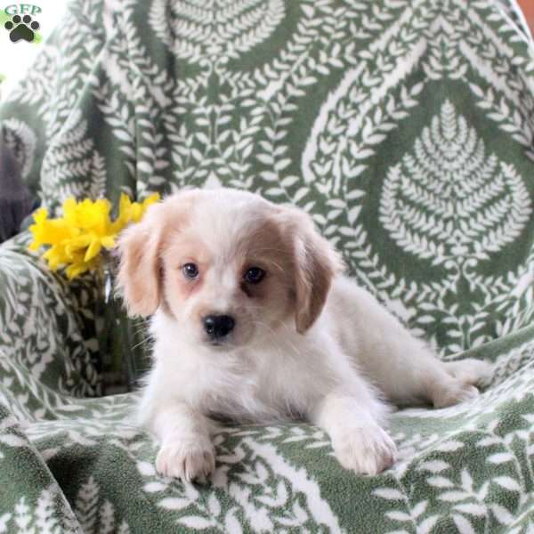 Jackson, Cavalier King Charles Mix Puppy