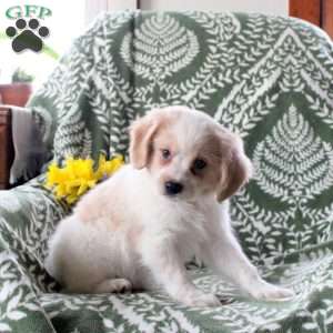 Jackson, Cavalier King Charles Mix Puppy