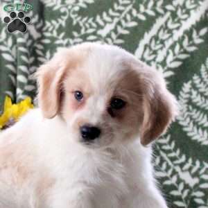 Jackson, Cavalier King Charles Mix Puppy