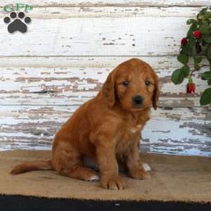 Jaxon, Mini Goldendoodle Puppy