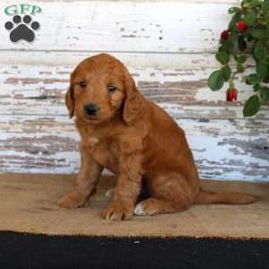 Jaxon, Mini Goldendoodle Puppy