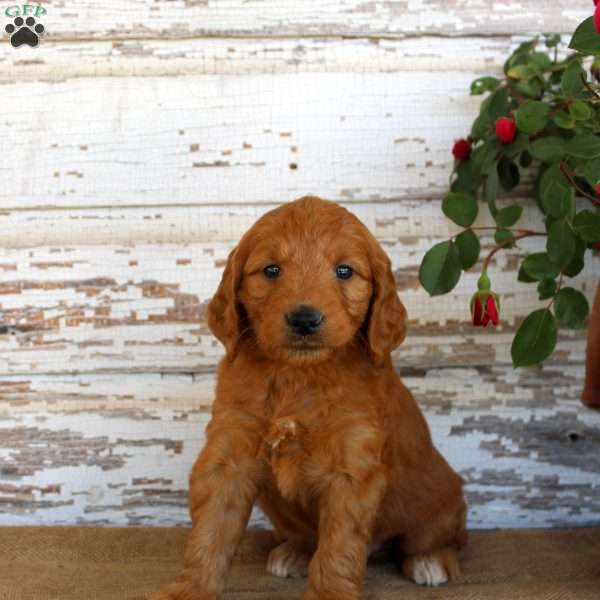 Jaxon, Mini Goldendoodle Puppy