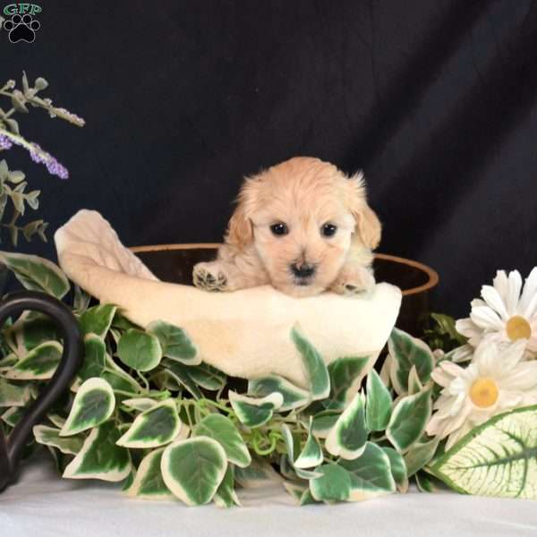 Jade, Maltipoo Puppy