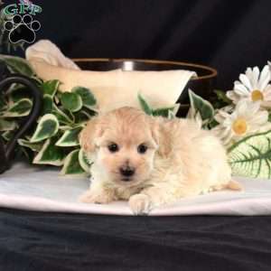 Jade, Maltipoo Puppy