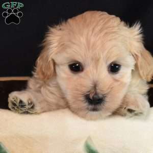 Jade, Maltipoo Puppy