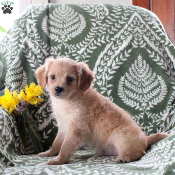 Jake, Cavalier King Charles Mix Puppy