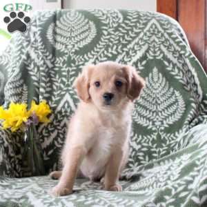 Jake, Cavalier King Charles Mix Puppy