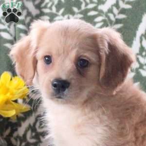 Jake, Cavalier King Charles Mix Puppy