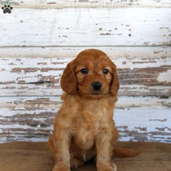 Janie, Mini Goldendoodle Puppy