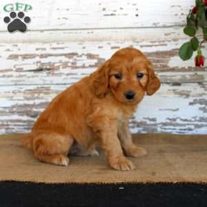 Janie, Mini Goldendoodle Puppy