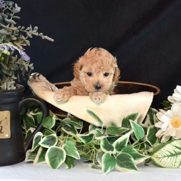 Jasmine, Maltipoo Puppy