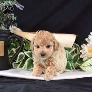 Jasmine, Maltipoo Puppy