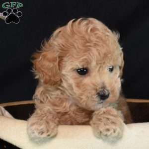 Jasmine, Maltipoo Puppy
