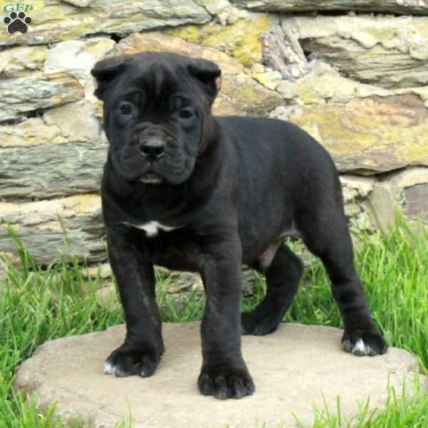 Jasper, Cane Corso Puppy