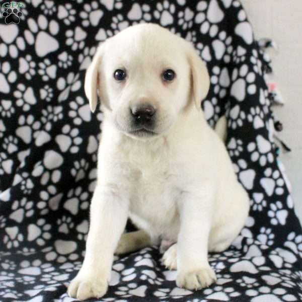 Jasper, Yellow Labrador Retriever Puppy
