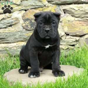 Jasper, Cane Corso Puppy