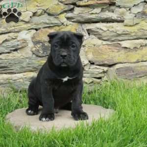 Jasper, Cane Corso Puppy