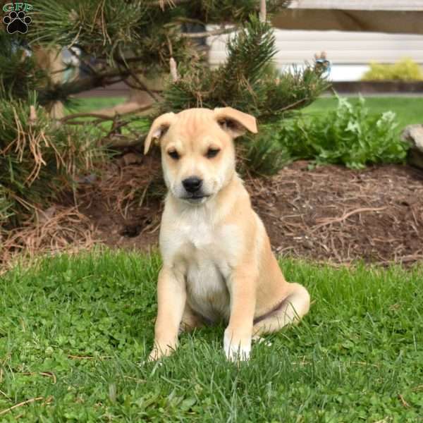 Jax, Collie Mix Puppy