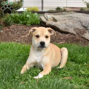 Jax, Collie Mix Puppy
