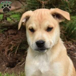 Jax, Collie Mix Puppy