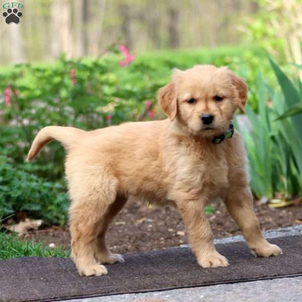 Jayda, Golden Retriever Puppy