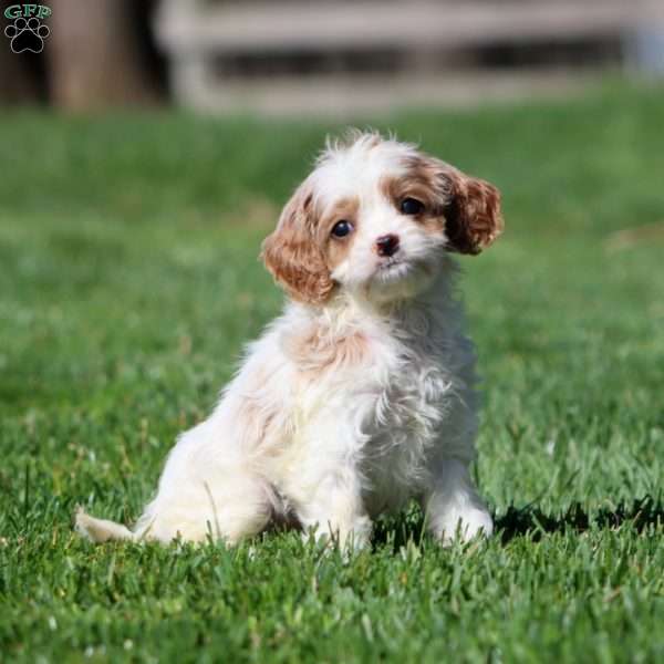 Jayda, Cavapoo Puppy