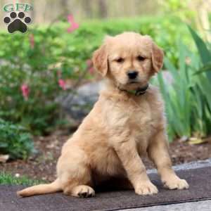 Jayda, Golden Retriever Puppy