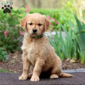 Jayda, Golden Retriever Puppy