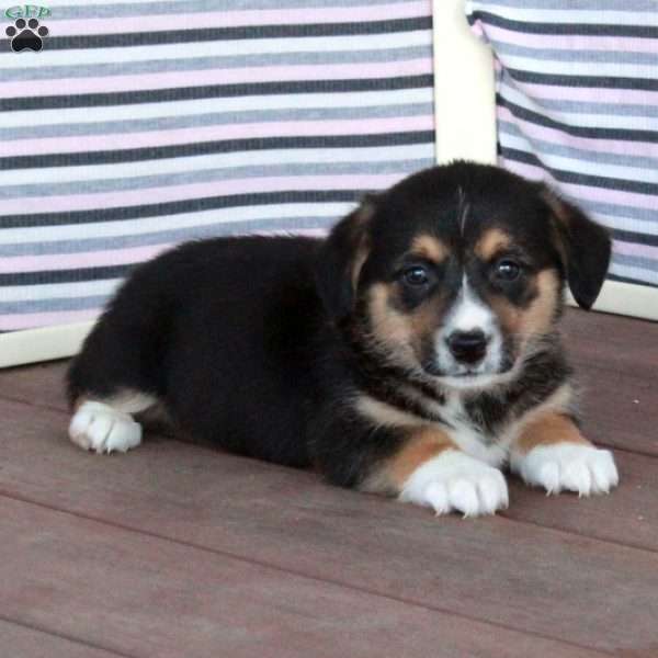 Jazz, Welsh Corgi Mix Puppy