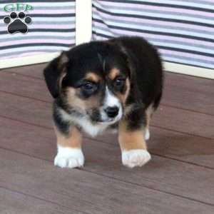 Jazz, Welsh Corgi Mix Puppy