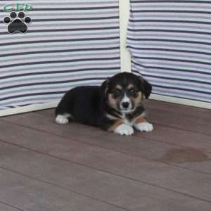 Jazz, Welsh Corgi Mix Puppy