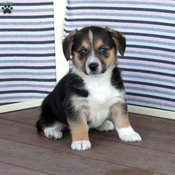 Jean, Welsh Corgi Mix Puppy