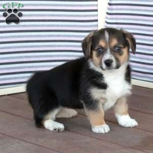 Jean, Welsh Corgi Mix Puppy