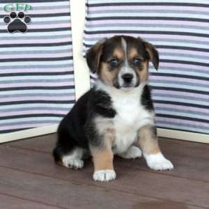 Jean, Welsh Corgi Mix Puppy