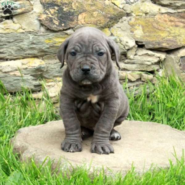 Jenna, Cane Corso Puppy