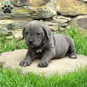 Jenna, Cane Corso Puppy