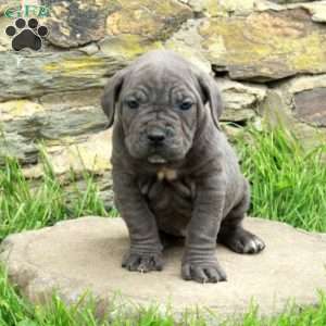 Jenna, Cane Corso Puppy