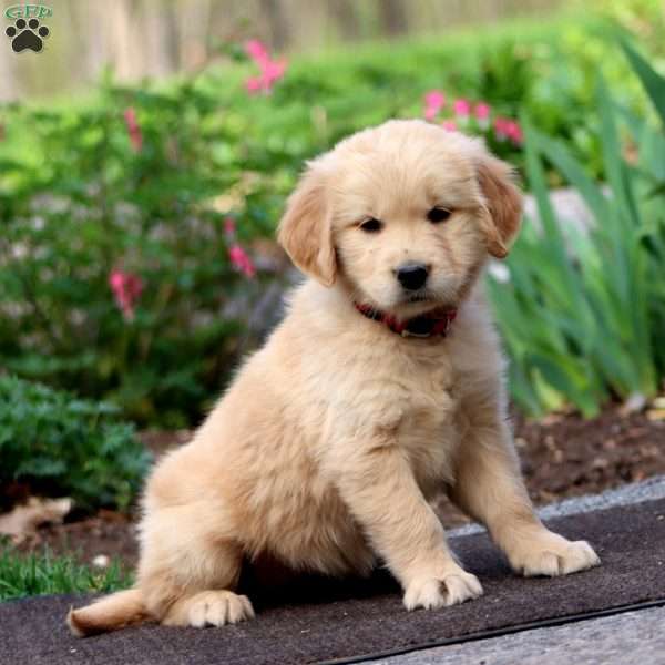 Jenna, Golden Retriever Puppy