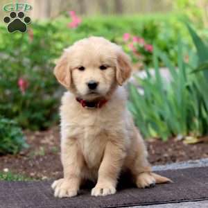 Jenna, Golden Retriever Puppy